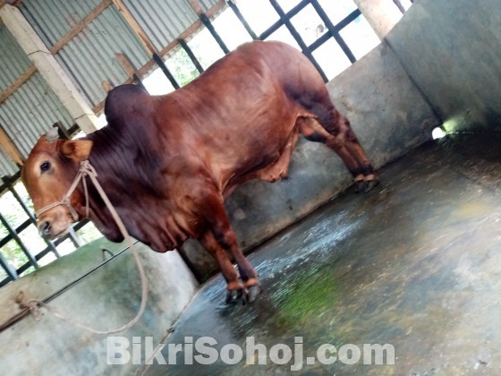 COW (ষাড় গরু)
